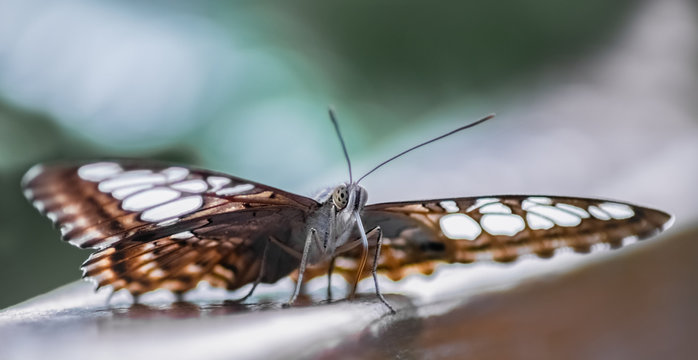 Schmetterling Blauer Morphofalter