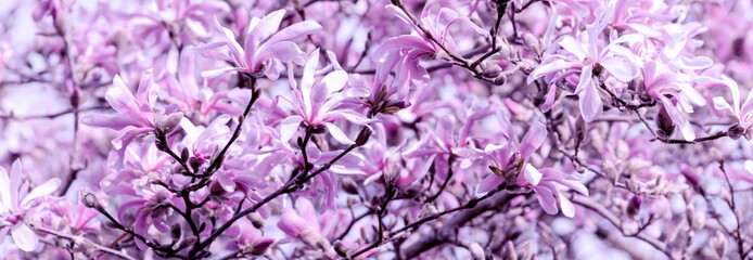 Magnolien im Frühling, Panorama
