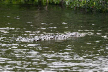 Crocodiles in Everglades National Park in Florida, U.S.