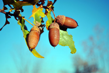 Oak branch with green-yellow leaves with acorns close up detail, soft blurry background, sunny...