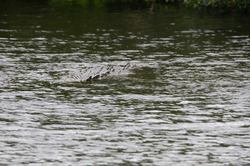 Crocodiles in Everglades National Park in Florida, U.S.