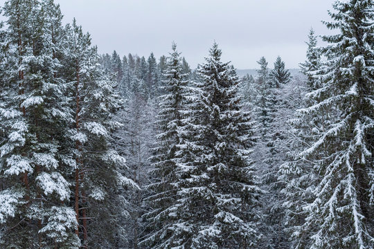 Fir forest in winter and snow, picture from Northern Sweden.
