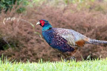Colorful New Zealand Pheasant 