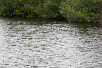 Crocodiles in Everglades National Park in Florida, U.S.