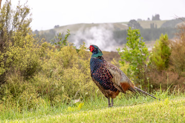 Pheasant standing with thermal steam rising from forest in distance 