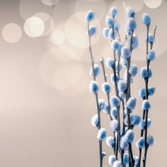 Beautiful spring background with blossom of blue pussy willow branches with bokeh, front view with...