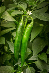 Green hot pepper F1 Hybrid 