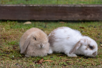 Two cute little bunnies siting together