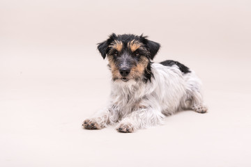 Cute Jack Russell Terrier dog isolated on white