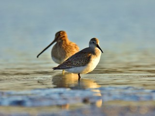 Dunlin (Calidris alpina) in winter plumage on lake shore with the common snipe