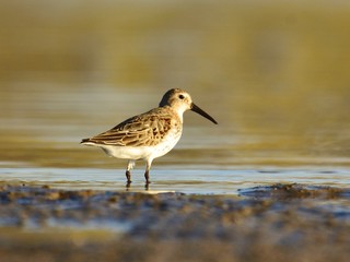 Dunlin (Calidris alpina) in winter plumage on lake shore 
