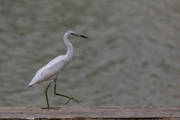 Birds in Everglades National Park in Florida, U.S.