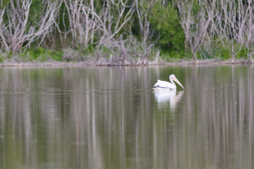 Obraz premium Birds in Everglades National Park in Florida, U.S.