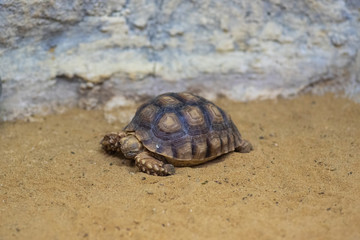 Close-up picture of African spurred tortoise (Centrochelys sulcata)