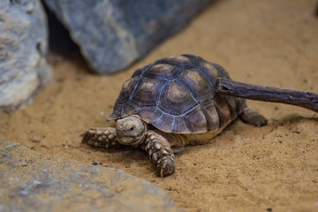 Close-up picture of African spurred tortoise (Centrochelys sulcata)