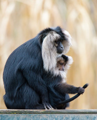 Macaca silenus