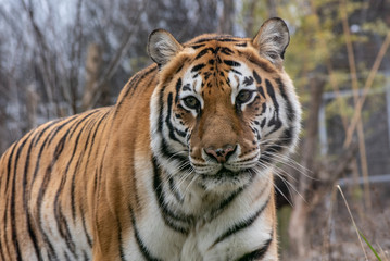 Fototapeta na wymiar Siberian tiger otherwise known as the Amur Tiger