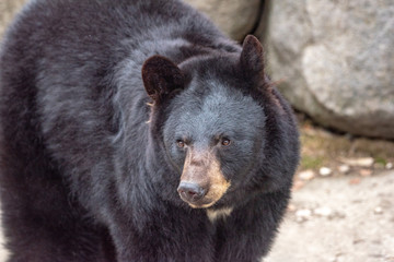 Obraz na płótnie Canvas American black bear (Ursus americanus). Wildlife animal