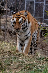 Fototapeta na wymiar Siberian tiger otherwise known as the Amur Tiger