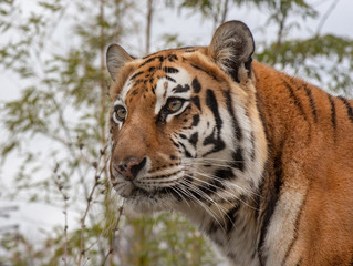 Siberian tiger otherwise known as the Amur Tiger