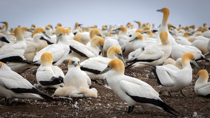 Cape Kidnappers Gannet Colony, NZ