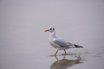 Close up of Black-headed gull (Chroicocephalus ridibundus)