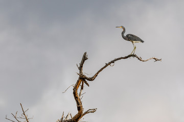 Birds in Everglades National Park in Florida, U.S.