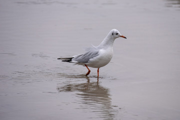 Close up of Black-headed gull (Chroicocephalus ridibundus)