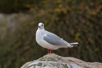 Fototapeta premium Close up of Black-headed gull (Chroicocephalus ridibundus)