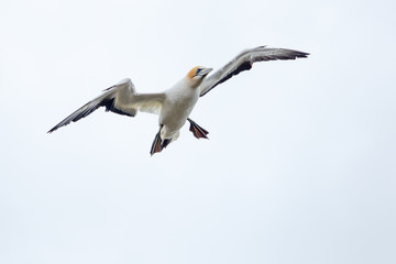 Obraz premium Australasian Gannet flying in wind at Cape Kidnappers 