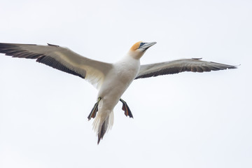 Gannet preparing to land at Cape Kidnappers 