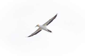 Obraz premium Beautiful Australasian Gannet flying over colony 