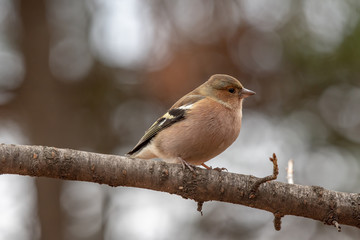 Common Chaffinch (Fringilla coelebs) sitting on a branch in nature.