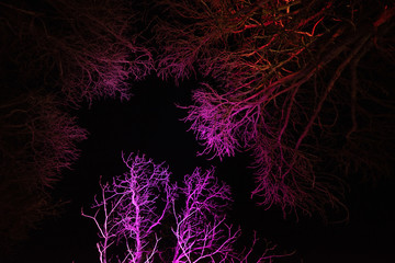 Abstract background, silhouette of colourful tree branches