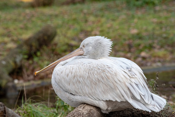 Dalmatian curly pelican (Pelecanus crispus) the world's largest fresh water bird