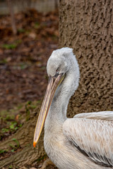 Dalmatian curly pelican (Pelecanus crispus) the world's largest fresh water bird