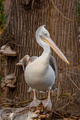 Dalmatian curly pelican (Pelecanus crispus) the world's largest fresh water bird