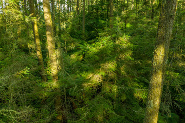 Sun light on young redwood trees in New Zealand