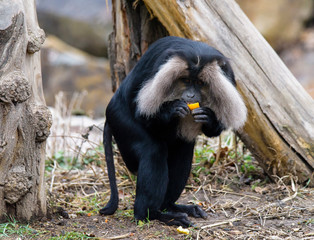 Macaca silenus