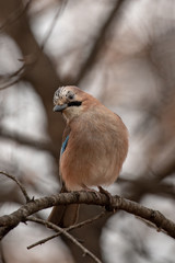 Closeup of Eurasian Jay- Garrulus glandarius sitting on a tree branch