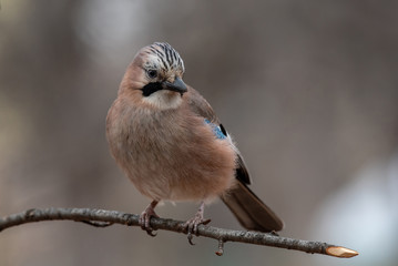 Closeup of Eurasian Jay- Garrulus glandarius sitting on a tree branch