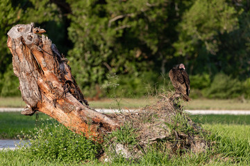 Vultures in Everglades National Park in Florida, U.S.
