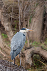 Close up photo of Grey Heron (Ardea cinerea) Wildlife animal