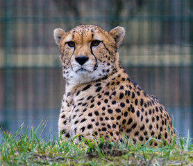 Cheetah in ZOO in Pilsen, Czech Republic