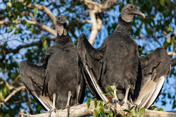 Vultures in Everglades National Park in Florida, U.S.