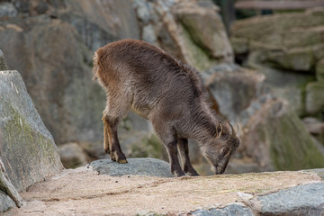 Close up photo of Himalayan tahr Hemitragus jemlahicus on the rock