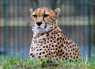 Cheetah in ZOO in Pilsen, Czech Republic
