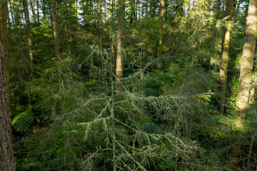 Obraz premium Lichen growing in Redwood forest in Rotorua, New Zealand