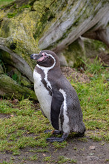 Obraz premium Close up portrait of Humboldt penguin (Spheniscus humboldti) Wildlife photo
