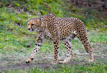 Cheetah in ZOO in Pilsen, Czech Republic
